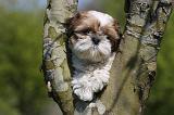 SHIH TZU 329